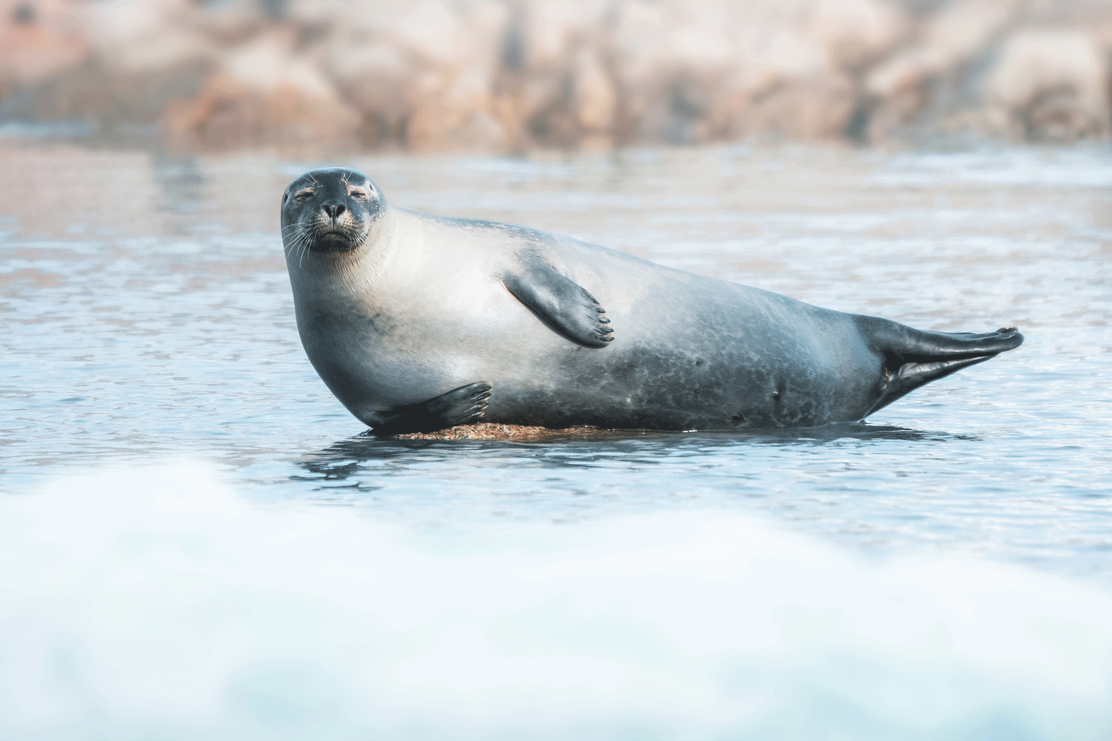 Harbour seal between layers of photo by Giancarlo Gallinoro Secret Atlas