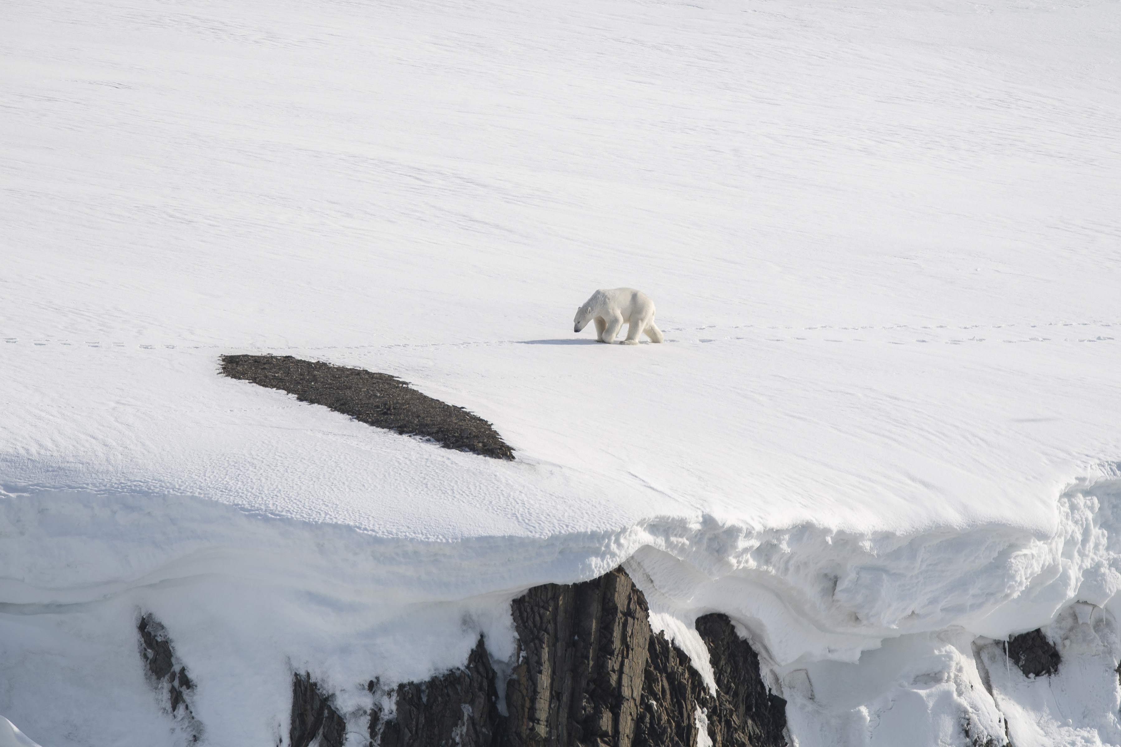 polar bear drone svalbard