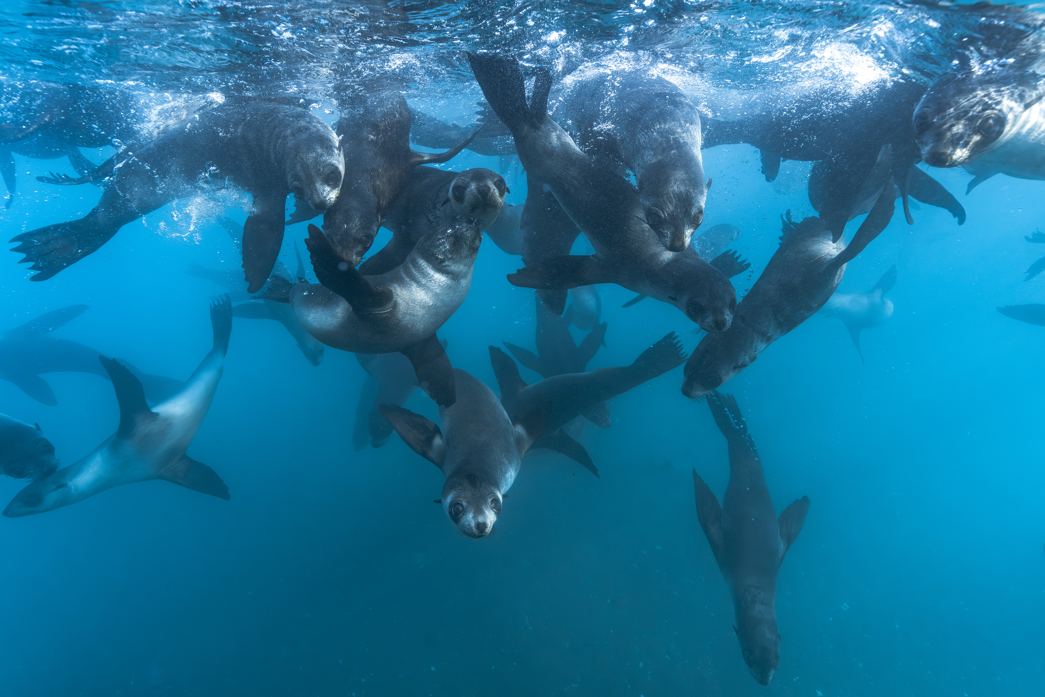 seals underwater south georgia