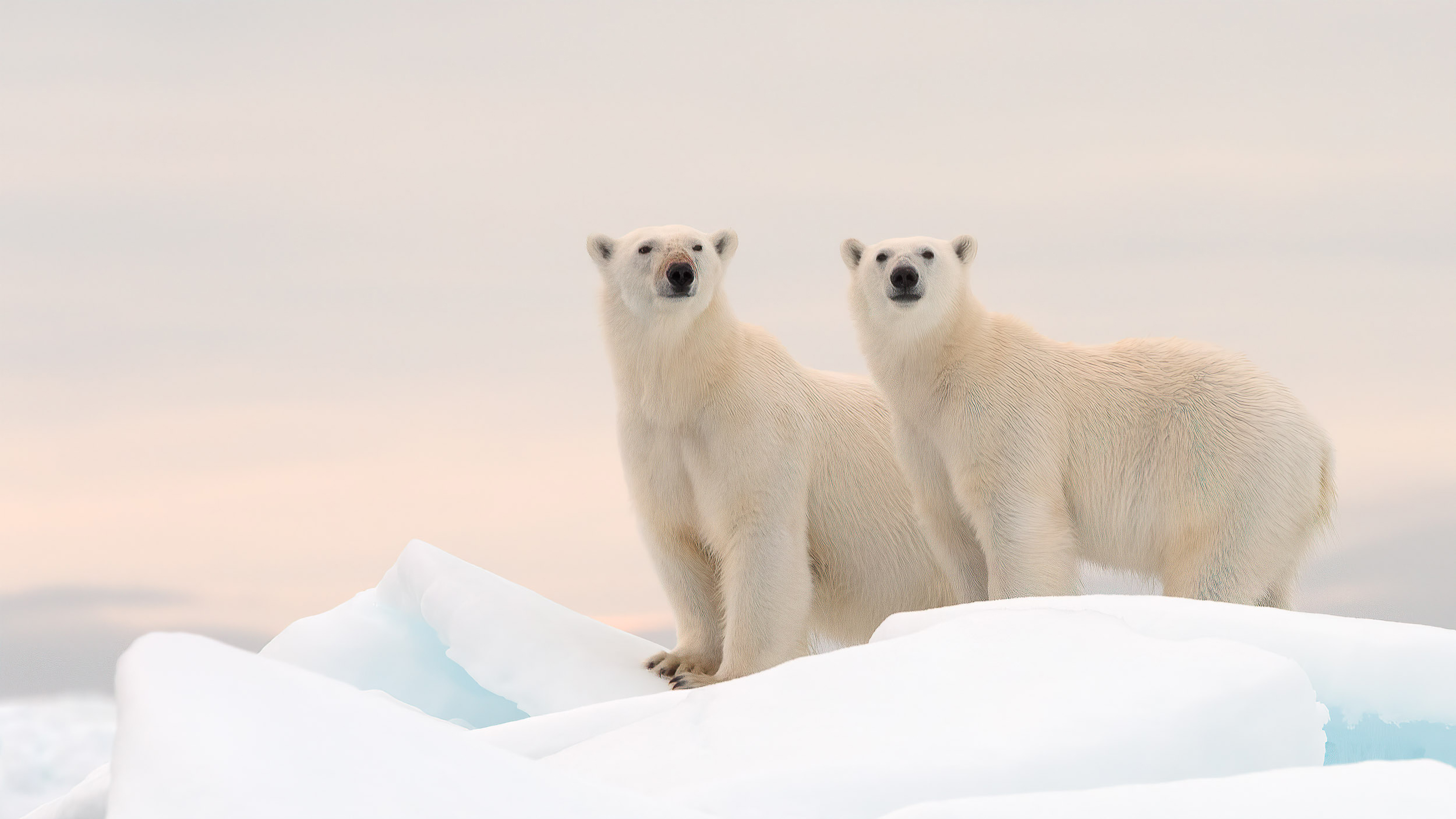 Two polar bears looking toward camera standing on ice